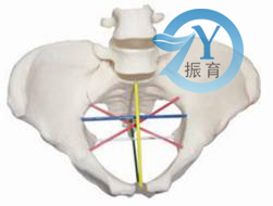 骨盆測量示教模型