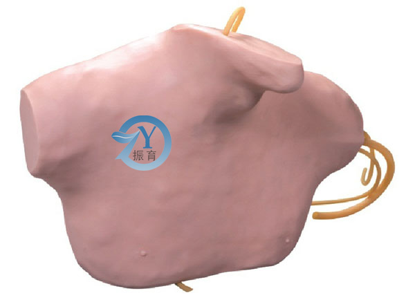 中心靜脈穿刺插管模型