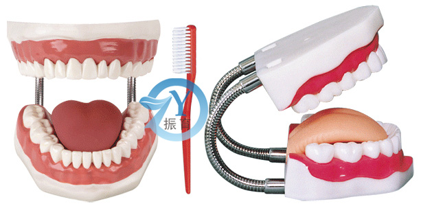 牙護理保健模型（28顆牙）（放大5倍）