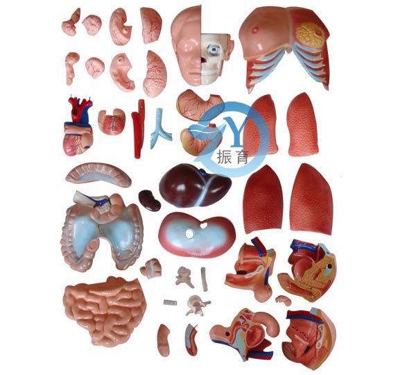 兩性互換軀干模型85cm(40件)
