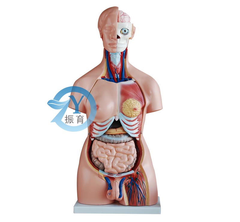 兩性互換軀干模型85cm(40件)