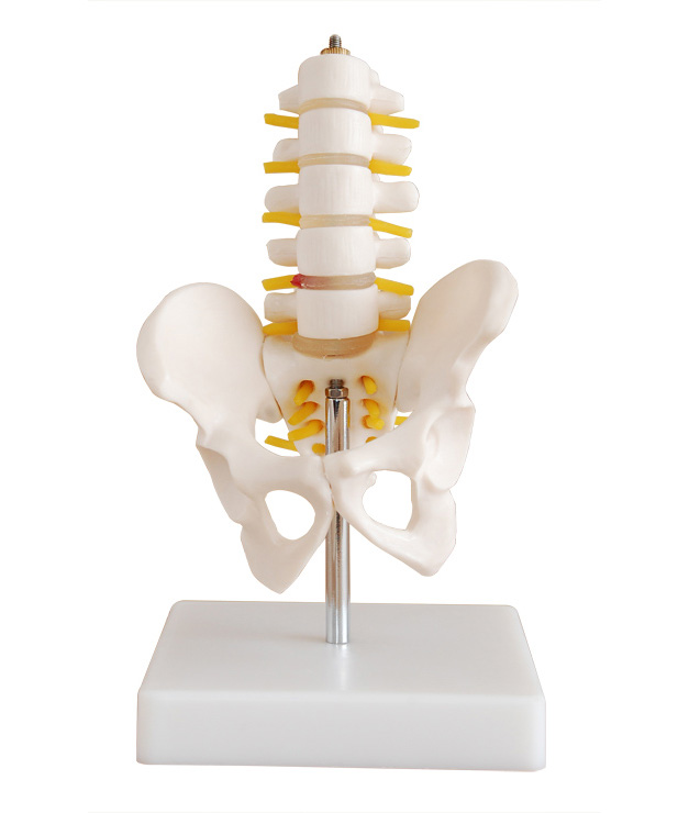 小型骨盆帶五節腰椎模型