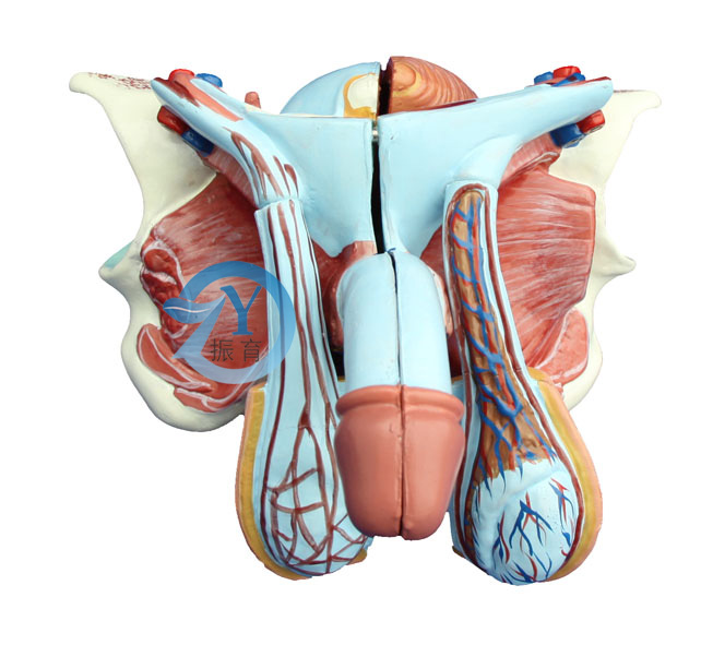 高級男性內外生殖器模型5件