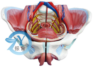 高級女性骨盆附生殖器與血管神經模型
