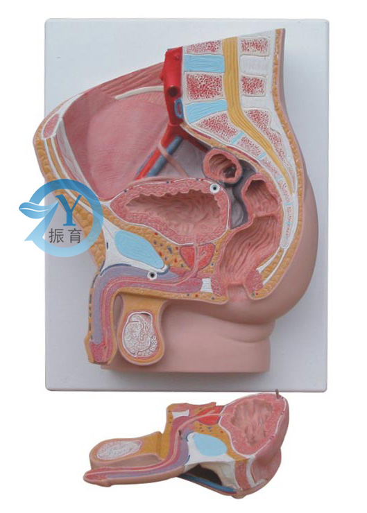 男性矢狀解剖模型