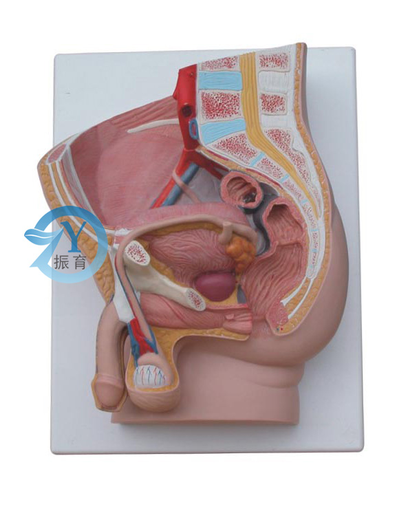 男性矢狀解剖模型