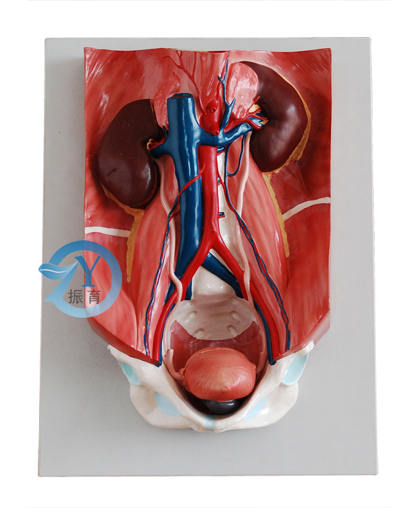 泌尿系統模型