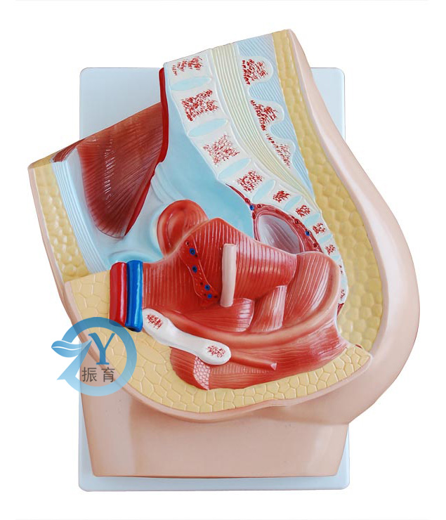 女性盆腔正中矢狀解剖模型(2件)