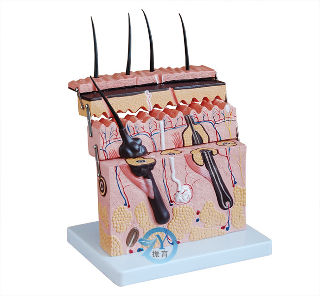 皮膚切面模型