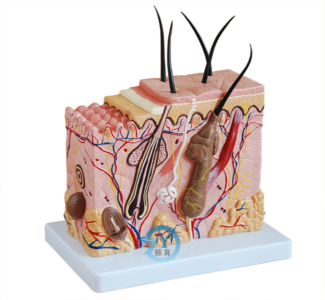皮膚放大模型(中型)