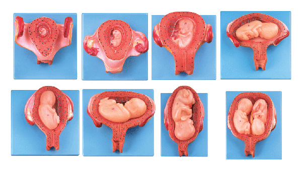 胎兒(胚胎)妊娠發育過程模型