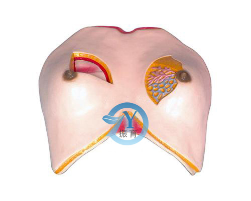 乳房解剖模型