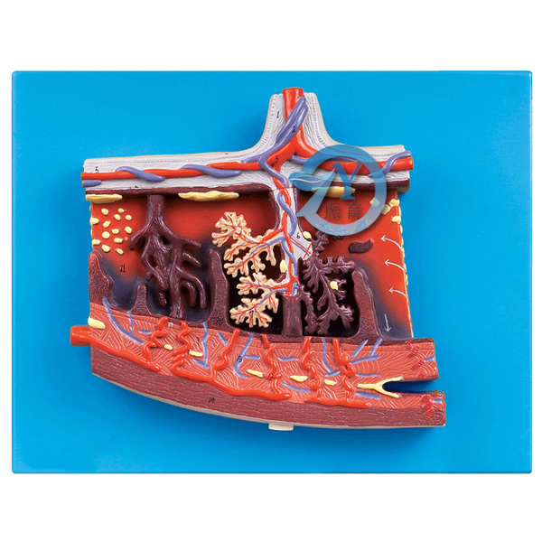 胎盤組織放大模型
