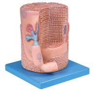 骨骼肌纖維與運動終板放大模型