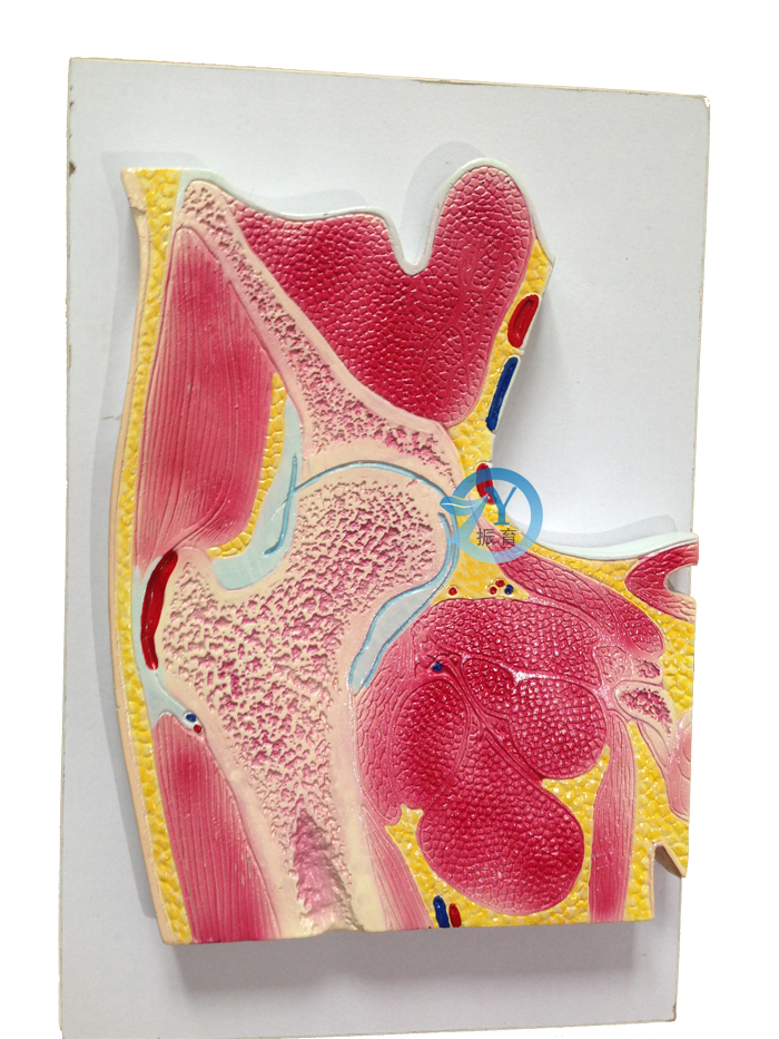 髖關節剖面模型