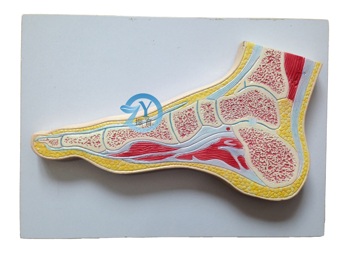 足關節剖面模型