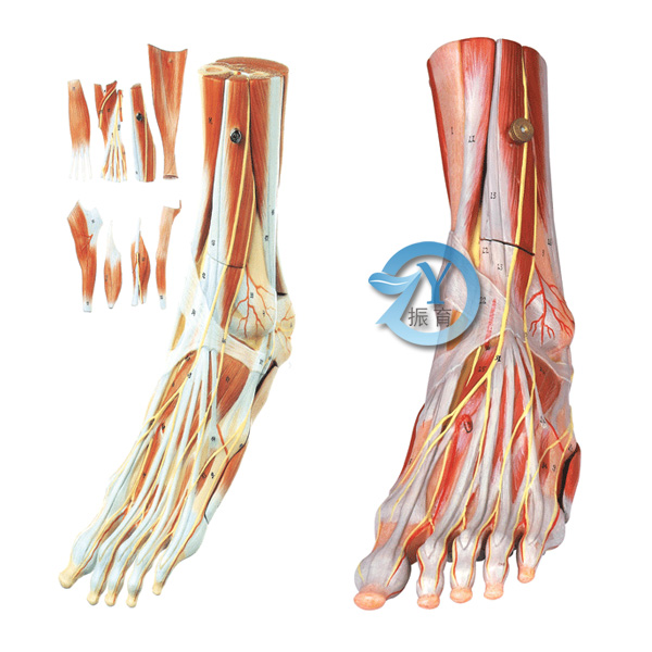 足肌附主要血管神經模型