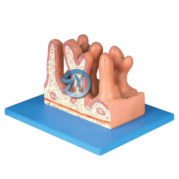 空腸內面放大模型