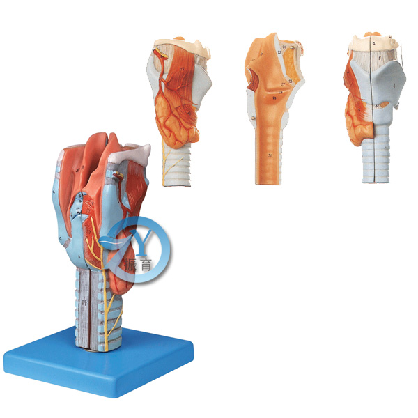 喉模型