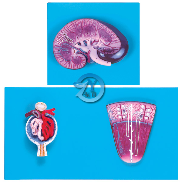 腎與腎單位、腎小球放大模型