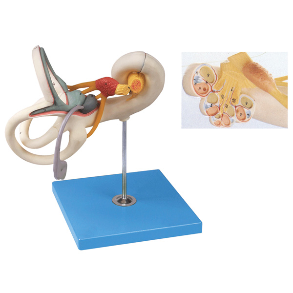 內耳迷路放大模型