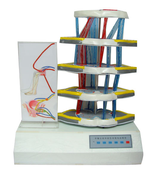 脊髓反射與損傷表現電動模型